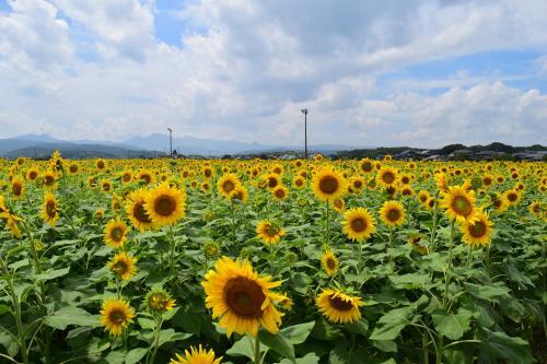 晴天の下、畑一面に満開のひまわりが咲いている写真