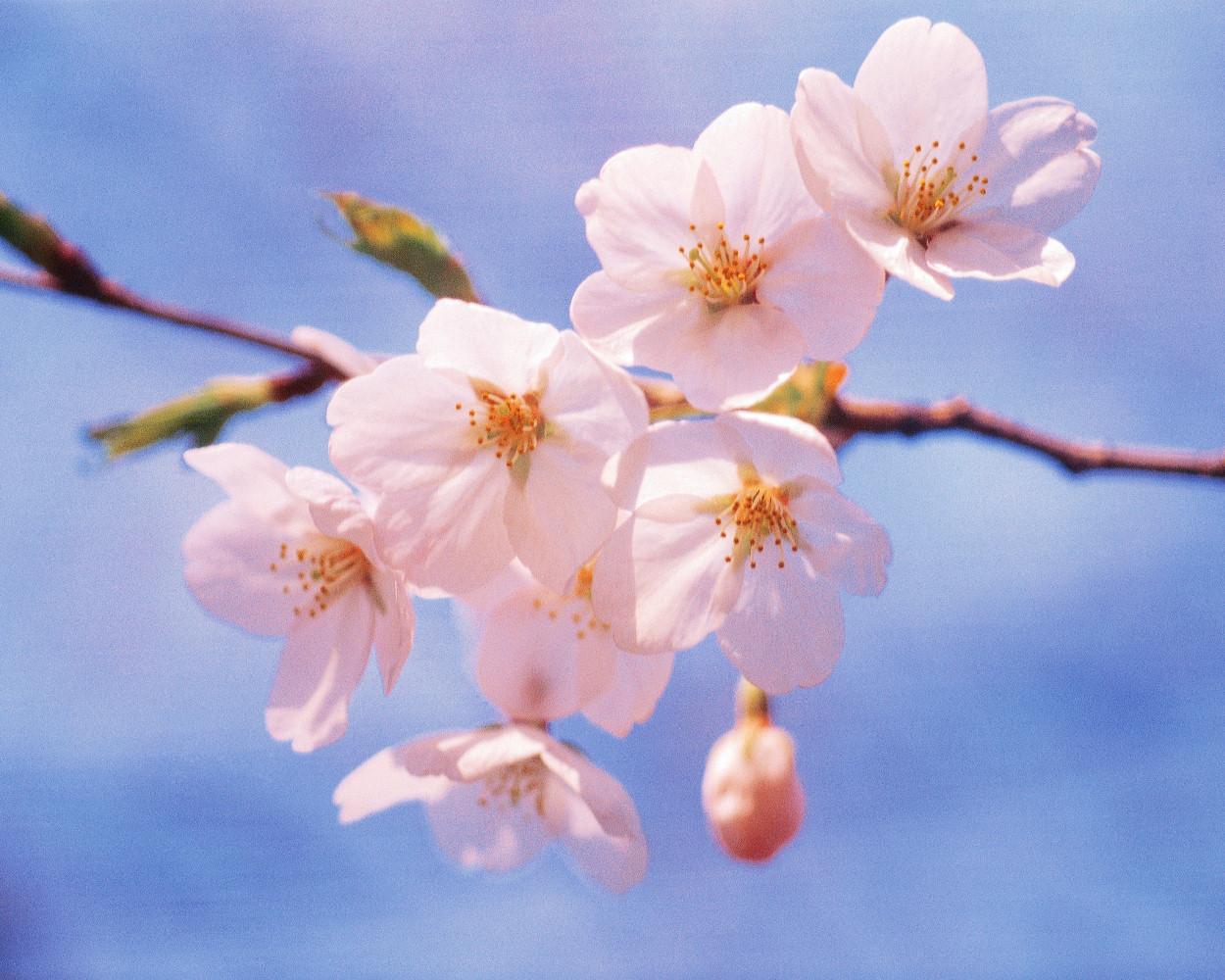 1枝にピンクの桜の花が開花しているアップの写真