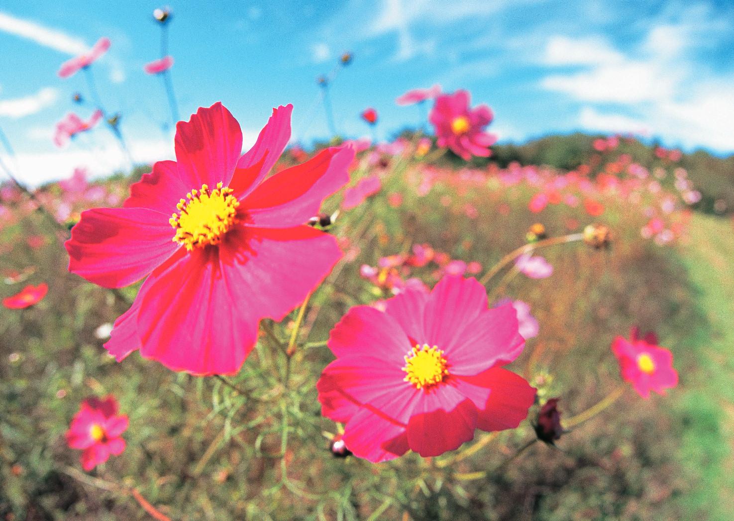 赤いコスモスの花のアップの写真