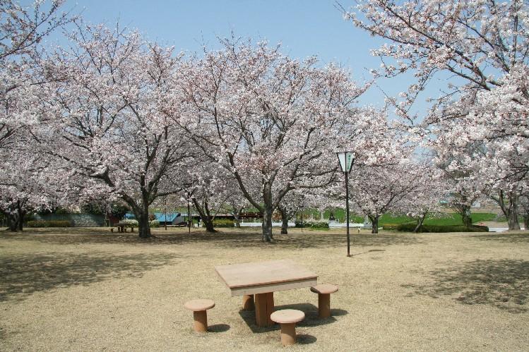 広場の中央に木で作られた机と4脚のいすがあり、周りに多数の満開の桜の木がある写真